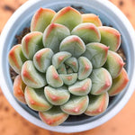 PRESALE Echeveria Panda, (Not so Random)