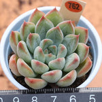 PRESALE Echeveria Panda, (Not so Random)
