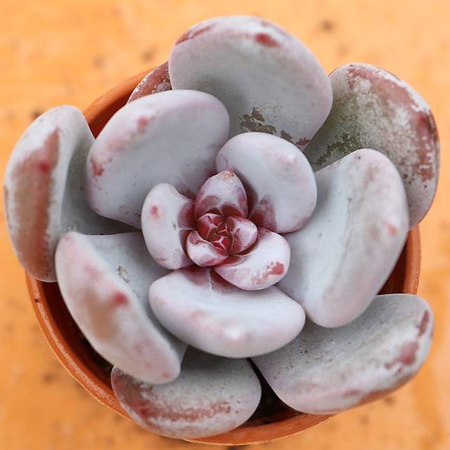 PRESALE Echeveria Trumso, (Random)