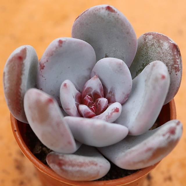 PRESALE Echeveria Trumso, (Random)