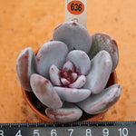 PRESALE Echeveria Trumso, (Random)