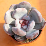 PRESALE Echeveria Trumso, (Random)