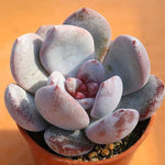 PRESALE Echeveria Trumso, (Random)