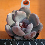 PRESALE Echeveria Trumso, (Random)