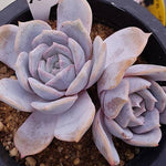 PRESALE Echeveria Gold Money, Double, (Not so Random)