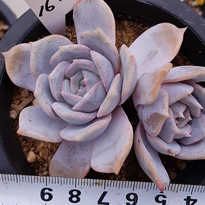 PRESALE Echeveria Gold Money, Double, (Not so Random)