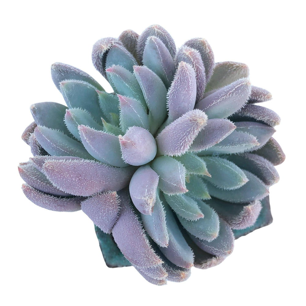 succulents hamilton Echeveria Hamilton