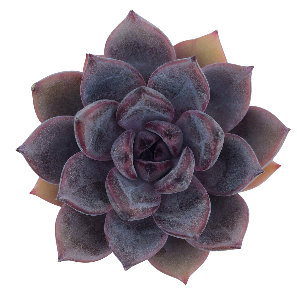 dark unison succulent Echeveria Dark Chocolate – Cedar Creek Farmhouse