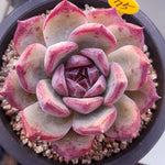 PRESALE Echeveria Unknown, (Not so Random)