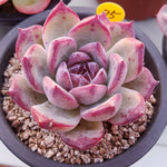 PRESALE Echeveria Unknown, (Not so Random)