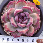 PRESALE Echeveria Unknown, (Not so Random)