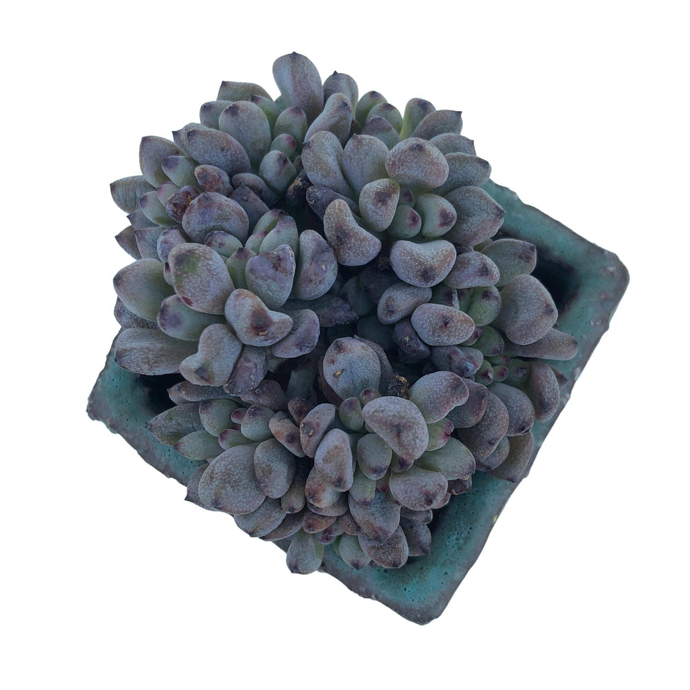 Graptopetalum Blackberry