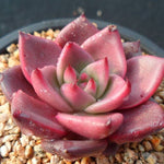 PRESALE Echeveria Ebony, (Random)