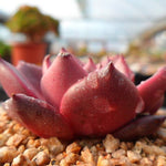 PRESALE Echeveria Ebony, (Random)