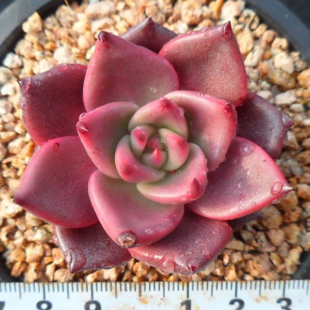 PRESALE Echeveria Ebony, (Random)