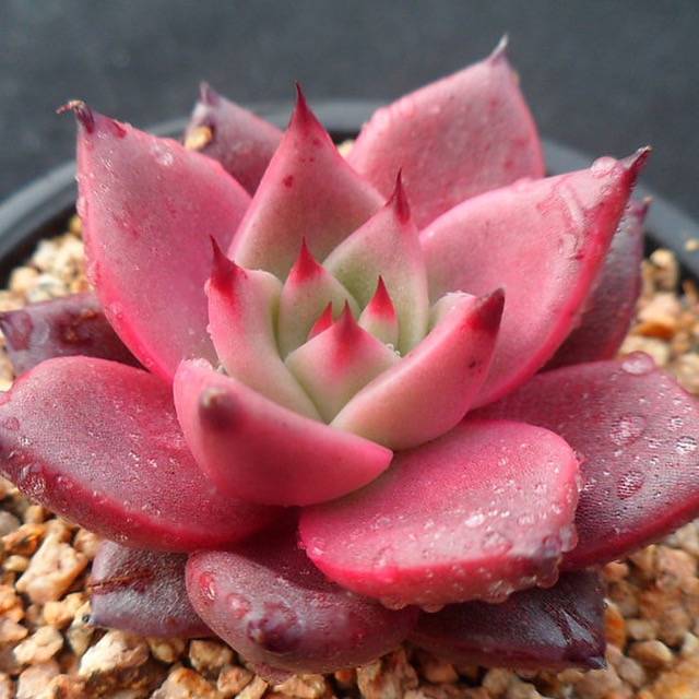 PRESALE Echeveria Ebony, (Random)