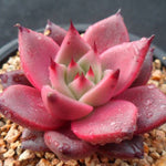 PRESALE Echeveria Ebony, (Random)