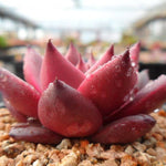 PRESALE Echeveria Ebony, (Random)