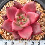 PRESALE Echeveria Ebony, (Random)