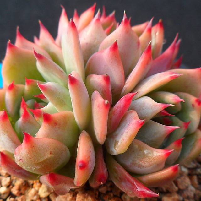 PRESALE Echeveria Chihuahuaensis Cluster, (Not so Random)