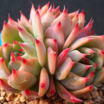 PRESALE Echeveria Chihuahuaensis Cluster, (Not so Random)