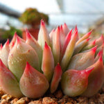 PRESALE Echeveria Chihuahuaensis Cluster, (Not so Random)