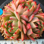 PRESALE Echeveria Chihuahuaensis Cluster, (Not so Random)