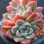 PRESALE Echeveria Alba Beauty Triple, (Not so Random)