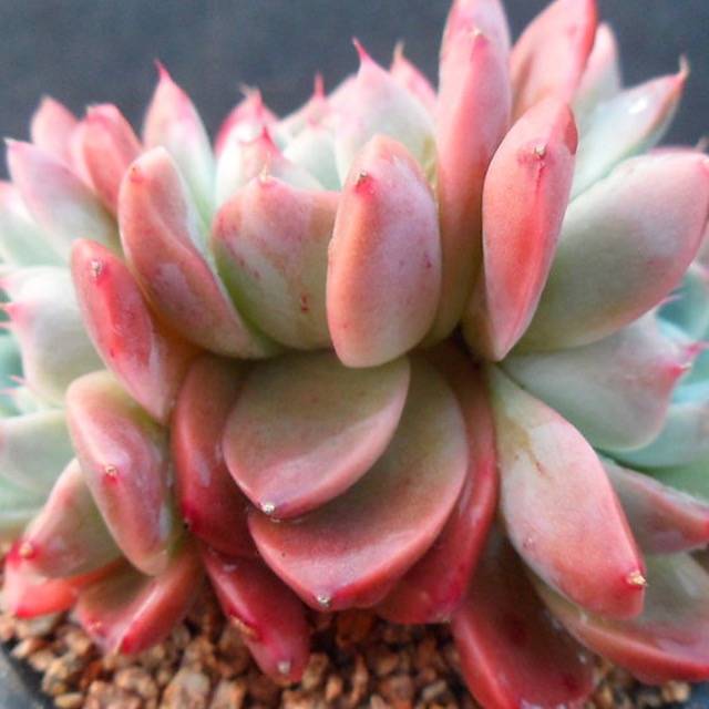 PRESALE Echeveria Alba Beauty Triple, (Not so Random)