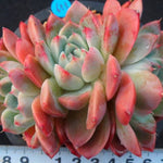 PRESALE Echeveria Alba Beauty Triple, (Not so Random)