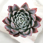 Echeveria Violet Queen