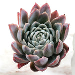 Echeveria Violet Queen