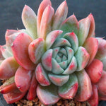 PRESALE Echeveria Alba Beauty Triple, (Not so Random)