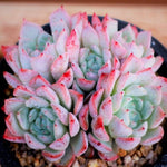 PRESALE Echeveria Girva's Rose Cluster, (Not so Random)