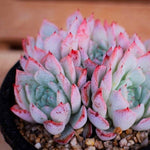PRESALE Echeveria Girva's Rose Cluster, (Not so Random)