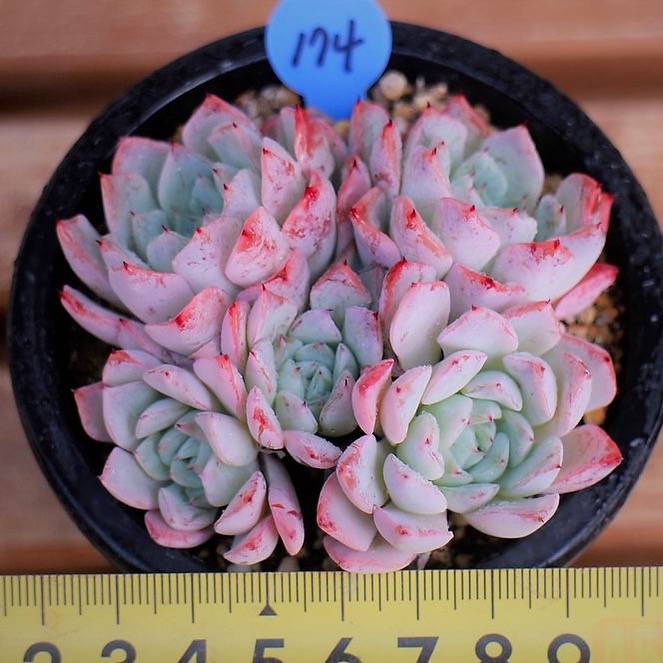 PRESALE Echeveria Girva's Rose Cluster, (Not so Random)