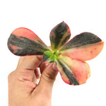 THE GOOD, THE BAD and The UGLY SALE! Echeveria Pre Madonna