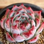 PRESALE Echeveria Pavly, (Not so Random)