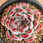 PRESALE Echeveria Pavly, (Not so Random)