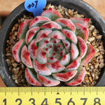 PRESALE Echeveria Pavly, (Not so Random)