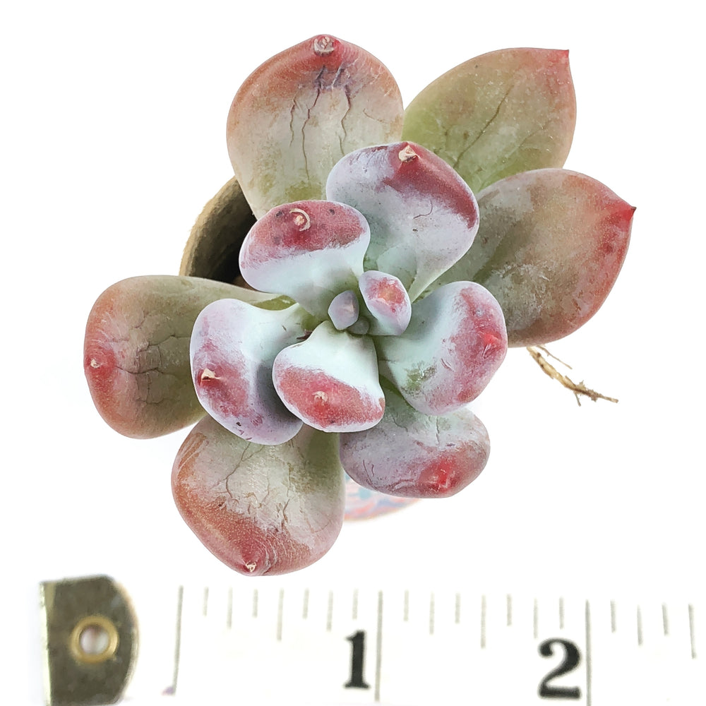 THE GOOD, THE BAD and The UGLY SALE! Echeveria Glamour