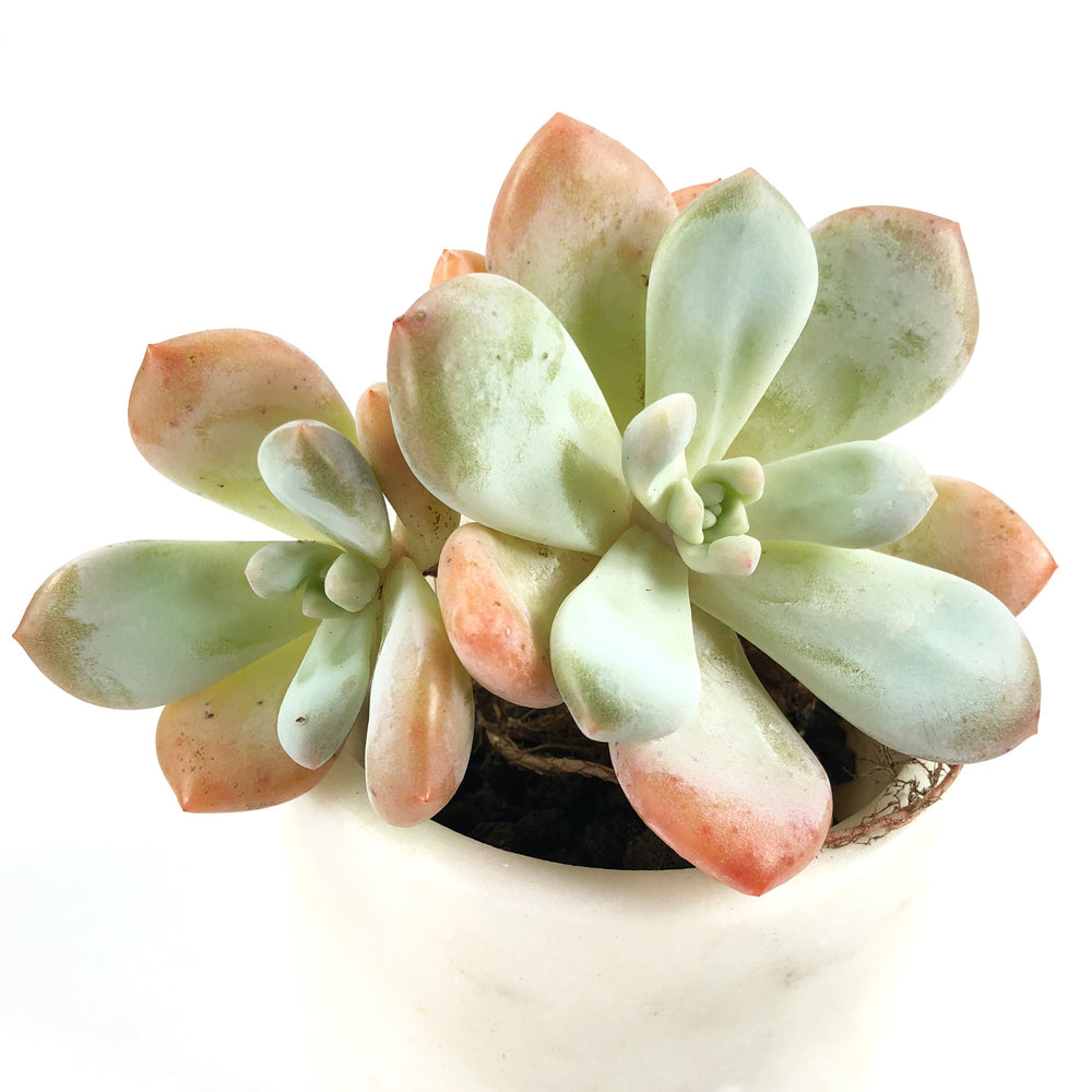 THE GOOD, THE BAD and The UGLY SALE! Echeveria Peach Berry, (Double)