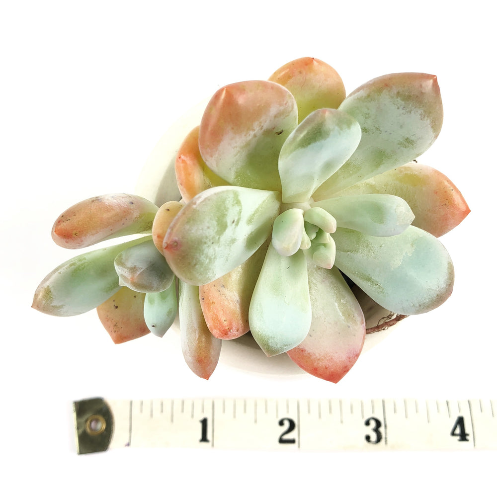 THE GOOD, THE BAD and The UGLY SALE! Echeveria Peach Berry, (Double)