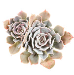 THE GOOD, THE BAD and The UGLY SALE! Echeveria Shaviana 'Desert Star'