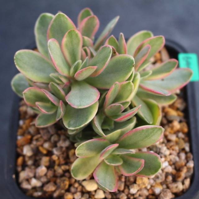 PRESALE Echeveria Money Maker, Variegata, (Random)