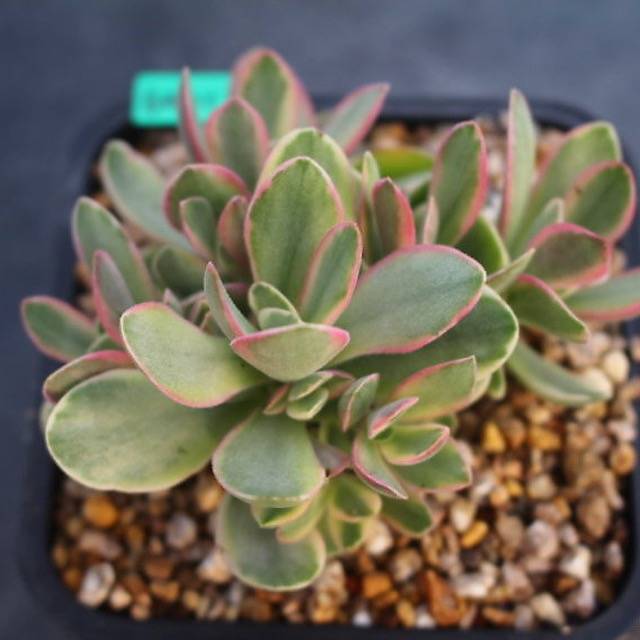 PRESALE Echeveria Money Maker, Variegata, (Random)