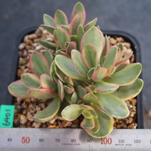 PRESALE Echeveria Money Maker, Variegata, (Random)