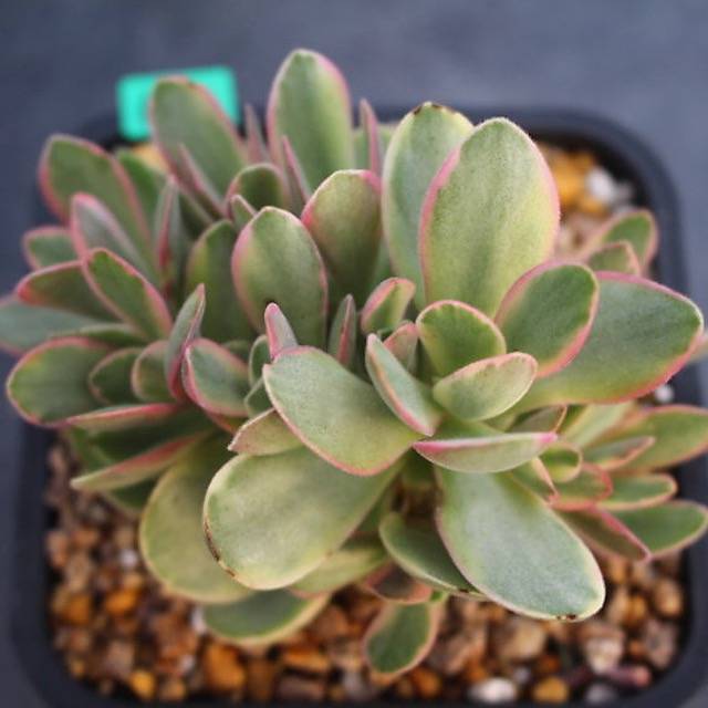 PRESALE Echeveria Money Maker, Variegata, (Random)