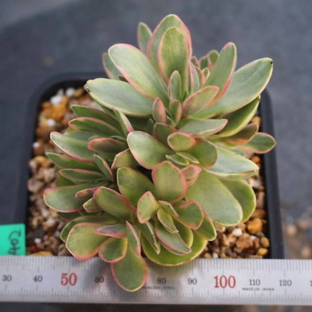 PRESALE Echeveria Money Maker, Variegata, (Random)