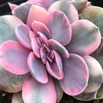 PRESALE Echeveria Rainbow West Cristata, (Not so Random)